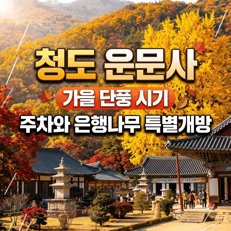 청도 운문사 가을 단풍 시기 주차와 은행나무 특별 개방