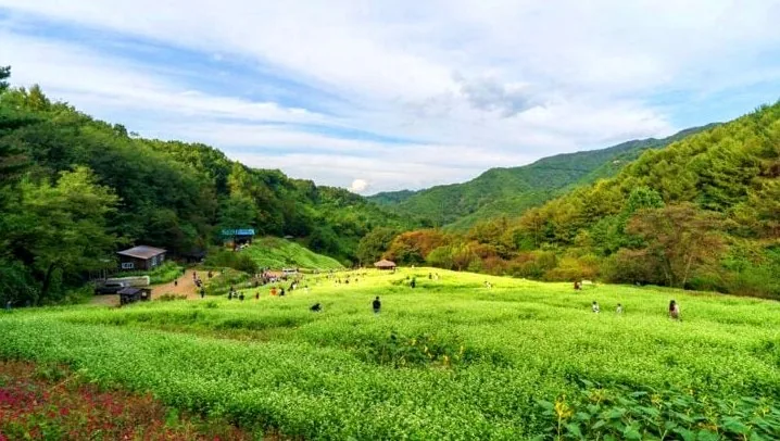 추정리 메밀밭 / 사진=한국관광공사 강윤구