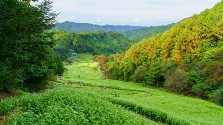 추정리 메밀밭 전경 / 사진=한국관광공사 강윤구
