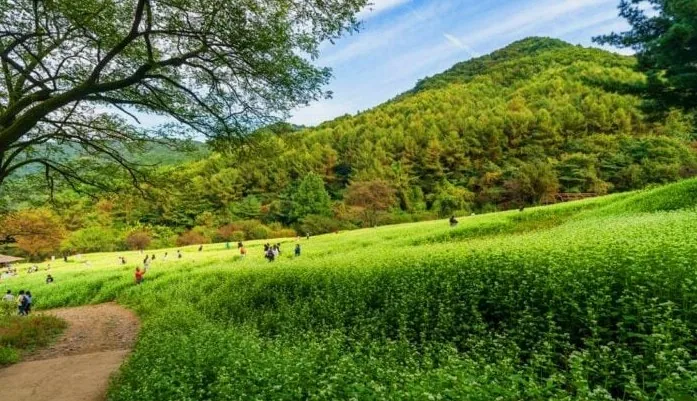 메밀밭 / 사진=한국관광공사 강윤구
