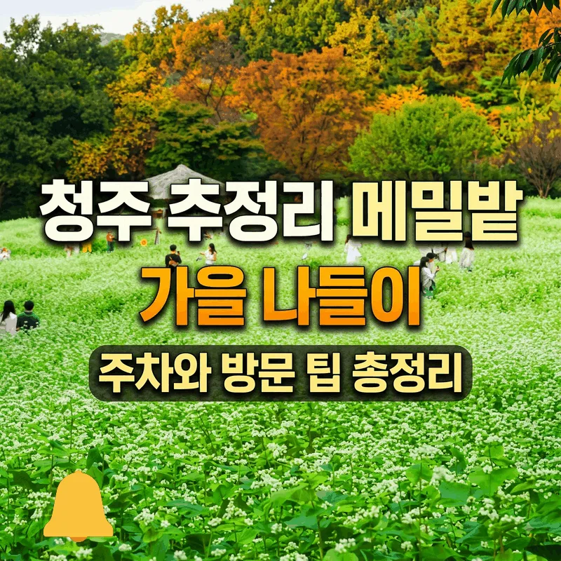 청주 추정리 메밀밭 가을 나들이 주차와 방문 팁 총정리