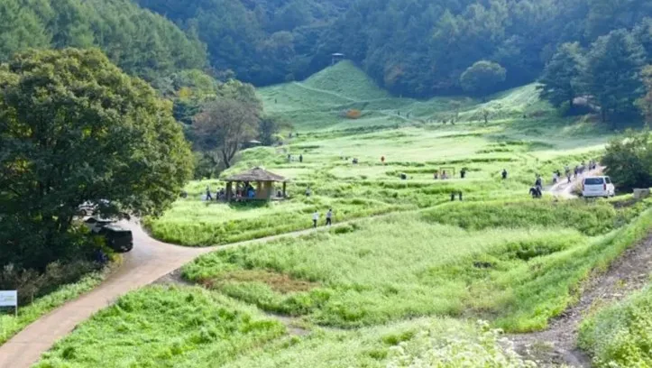 추정리 메밀밭 전경 / 사진=청주 공식블로그 한순이