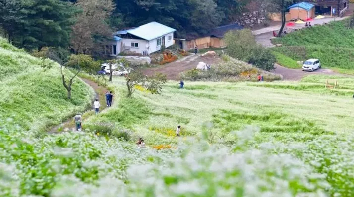 청주 추정리 메밀밭 / 사진=청주 공식블로그 한순이