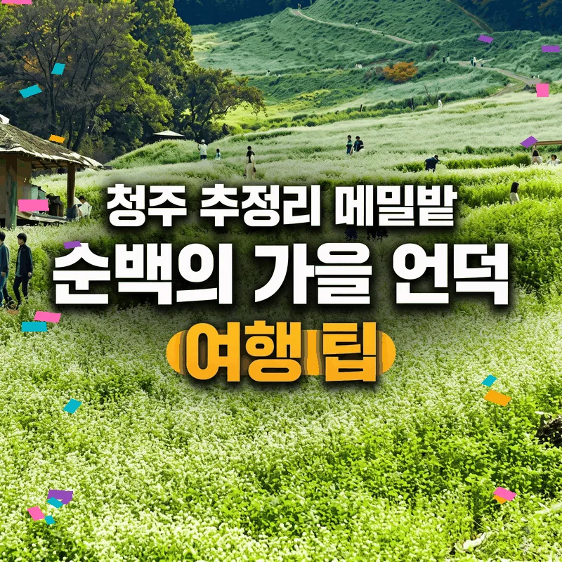 청주 추정리 메밀밭 순백의 가을 언덕 여행 팁