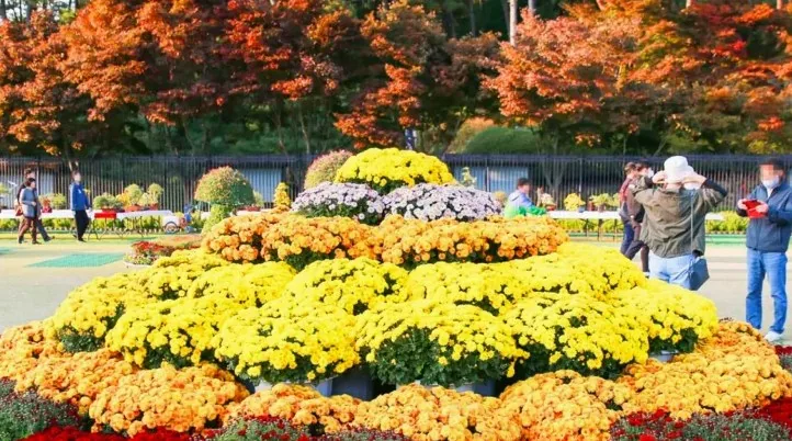 청남대 가을 축제 / 사진=청주시청 공식 블로그