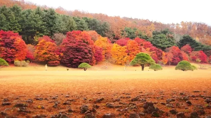 청남대 단풍 / 사진=청남대