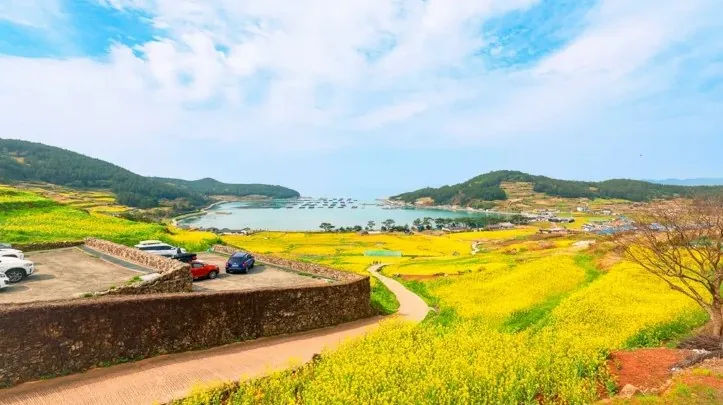 청산도 봄 풍경 / 사진=완도군 문화관광