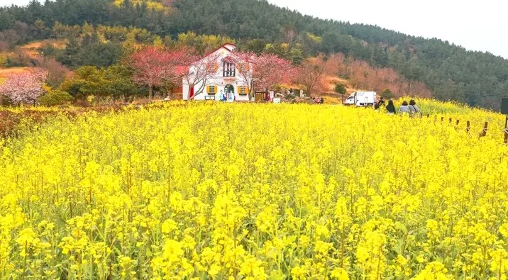 청산도 유채꽃 / 사진=완도군 문화관광