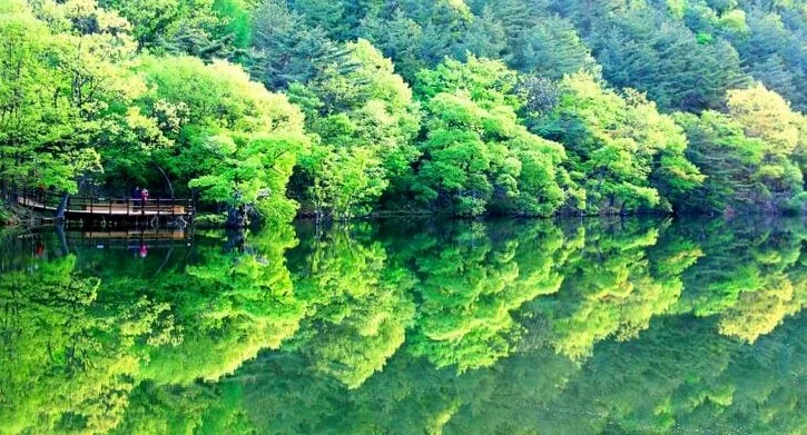 주산지 여름 풍경 / 사진=게티이미지뱅크