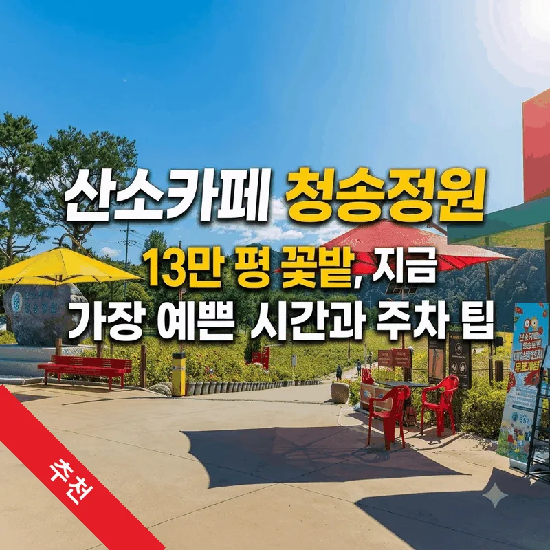 산소카페 청송정원 13만 평 꽃밭, 지금 가장 예쁜 시간과 주차 팁