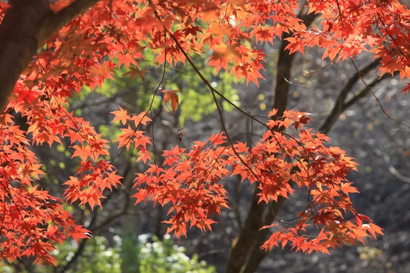단풍나무