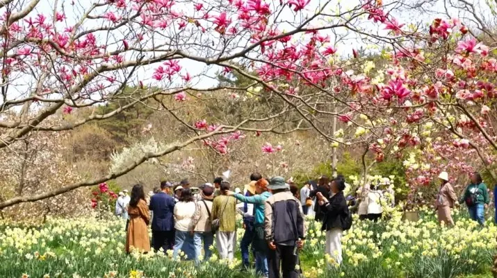 천리포수목원 목련축제 모습 / 사진=천리포수목원 공식 블로그