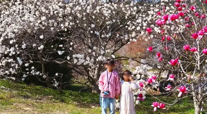 천리포수목원 목련 / 사진=천리포수목원