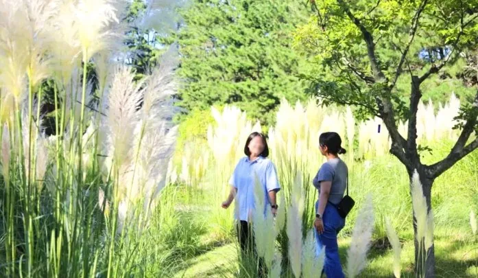 천리포수목원 팜파스그라스 / 사진=천리포수목원