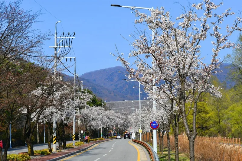 춘천 벚꽃