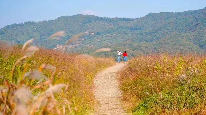 억새 트레킹 / 사진=충주시 공식 블로그