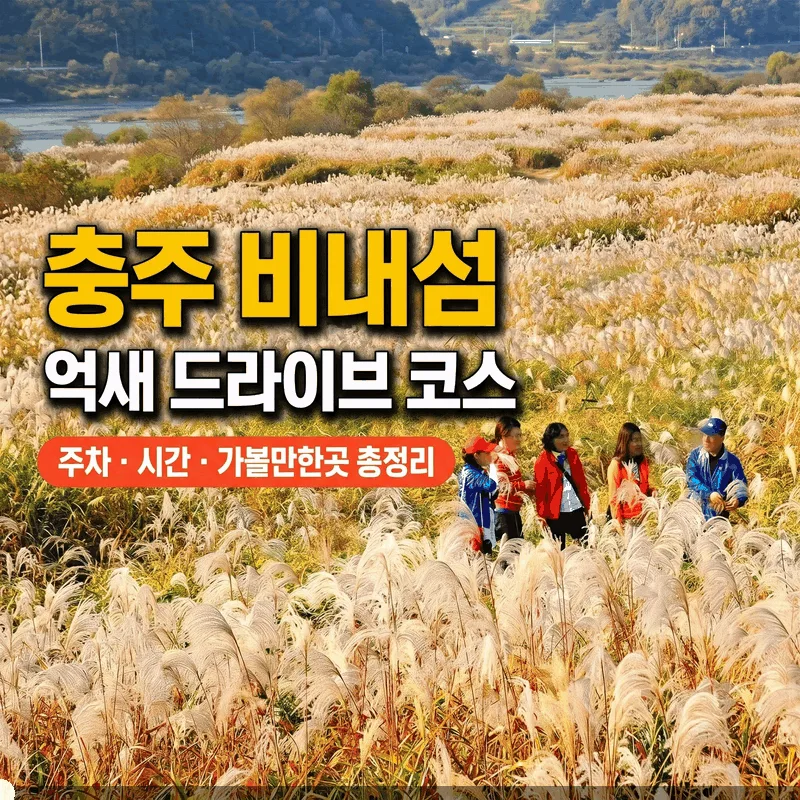 충주 비내섬 억새 드라이브 코스 주차 시간 가볼만한곳 총정리