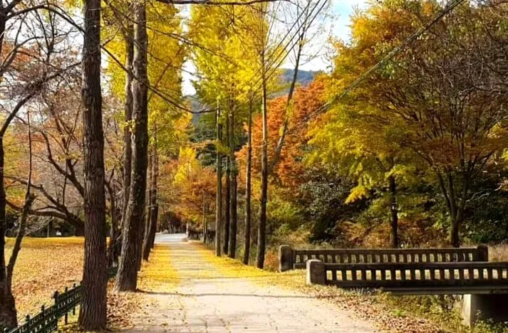 하늘재 산책길 / 사진=유튜브