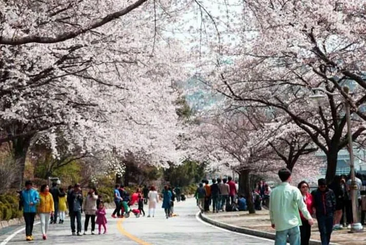 충주호 벚꽃축제 풍경 / 사진=충주시청