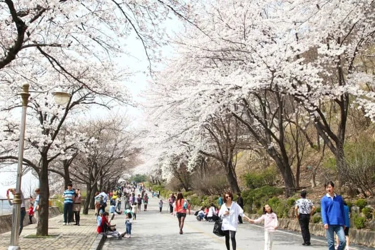 충주호 벚꽃축제 벚꽃길 / 사진=충주시청