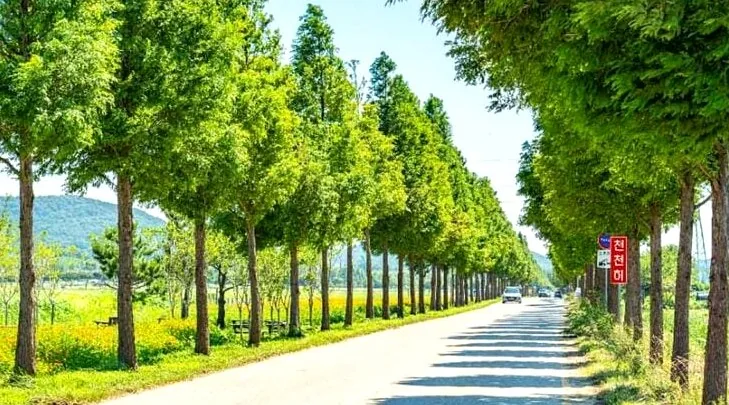 메타세쿼이아길 / 사진=한국관광콘텐츠랩