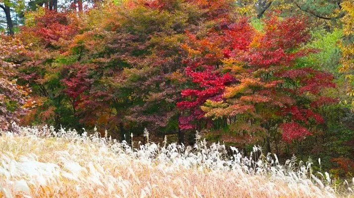 대전 대청호 억새 / 사진=대전광역시 공식블로그 이상문