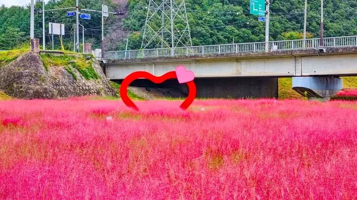 고령 대가야 어북실 핑크뮬리 / 사진=경북나드리