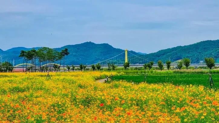 대가야 어북실 코스모스 / 사진=경북나드리
