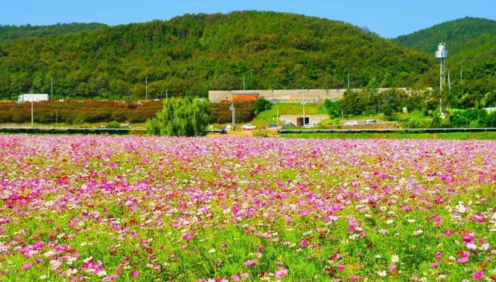 대구 금호꽃섬 코스모스 / 사진=대구 공식블로그 배해옥