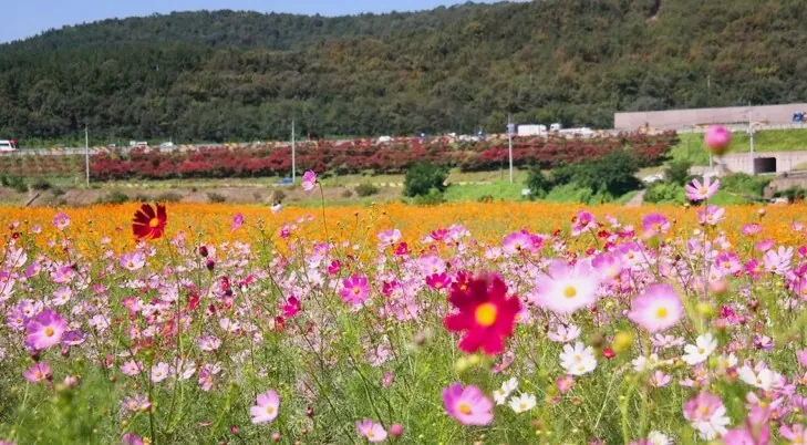 대구 금호꽃섬 가을 풍경 / 사진=대구관광B2B정보교류사이트