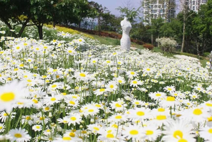 대구 이현공원 샤스타데이지 포토존 / 사진=대구광역시 블로그 김유성