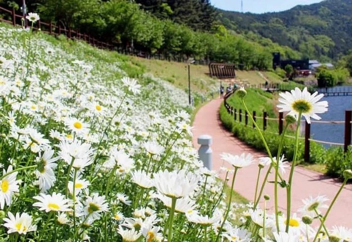 대구 이현공원 샤스타데이지 / 사진=대구광역시 블로그 김유성