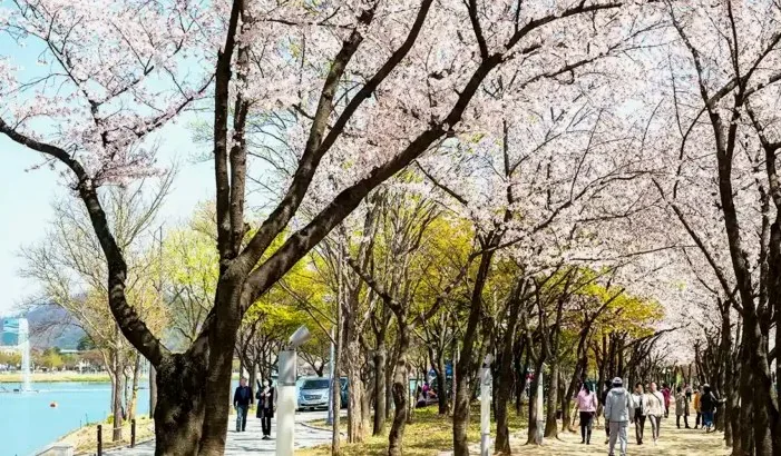 수성못 벚꽃 산책 / 사진=한국관광공사 김지호