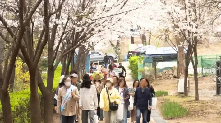 지난 수성못 벚꽃투어 모습 / 사진=수성문화재단