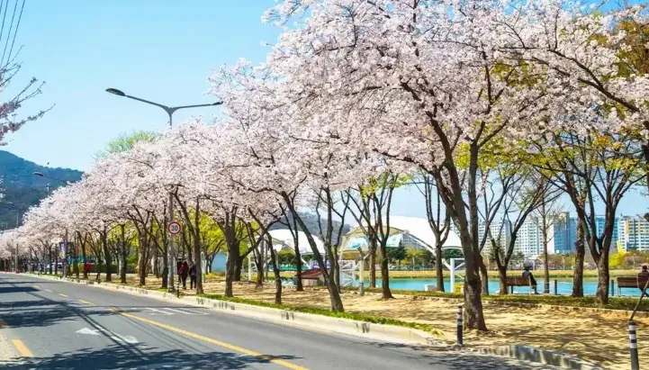 수성못 벚꽃 / 사진=한국관광공사 김지호