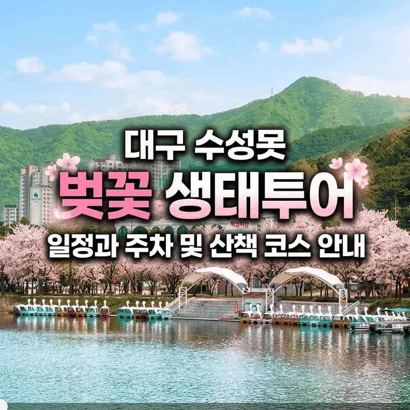 대구 수성못 벚꽃 생태투어 일정과 주차 및 산책 코스 안내
