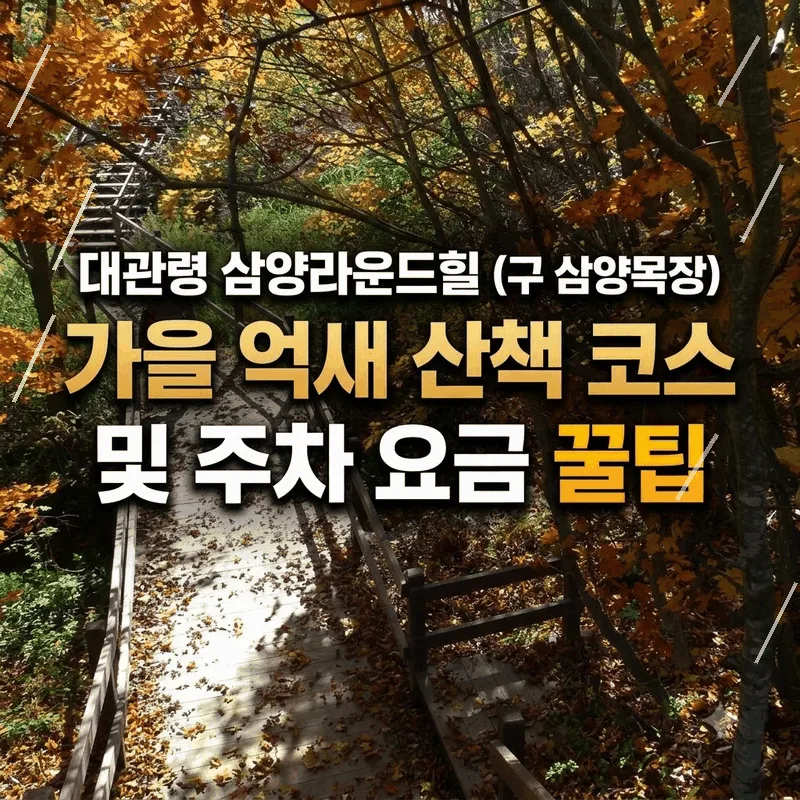 대관령 삼양라운드힐(구 삼양목장) 가을 억새 산책 코스와 주차 요금 팁