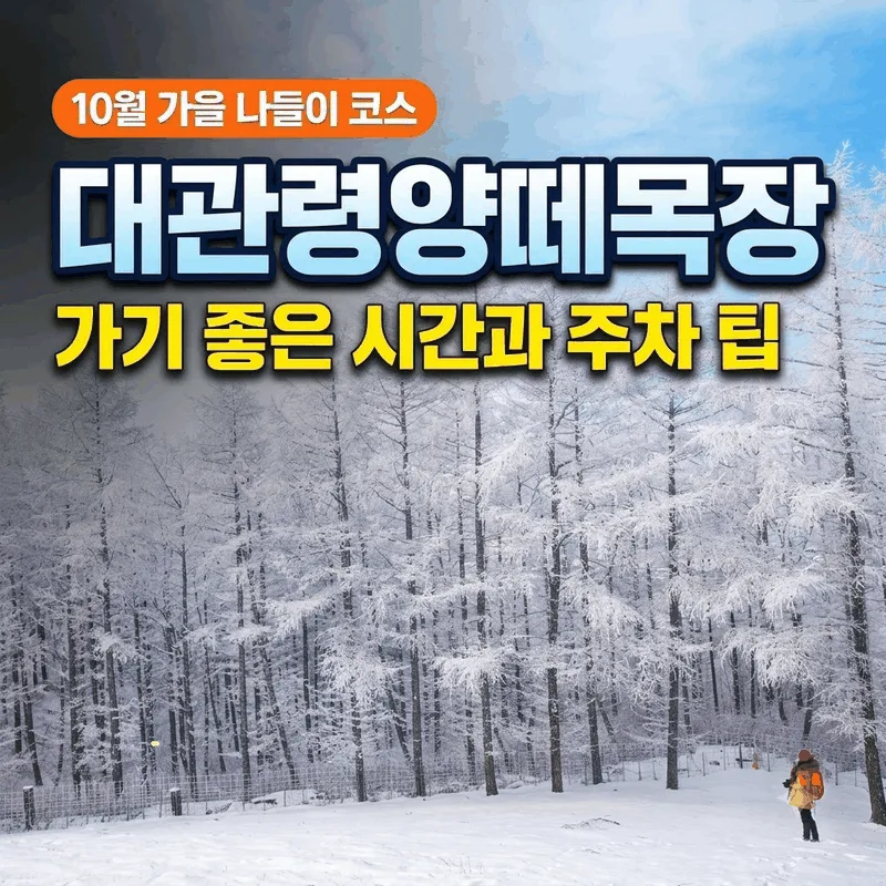 대관령양떼목장 가기 좋은 시간과 주차 팁, 10월 가을 나들이 코스