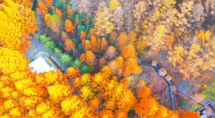 메타세쿼이아 단풍 / 사진=게티이미지뱅크