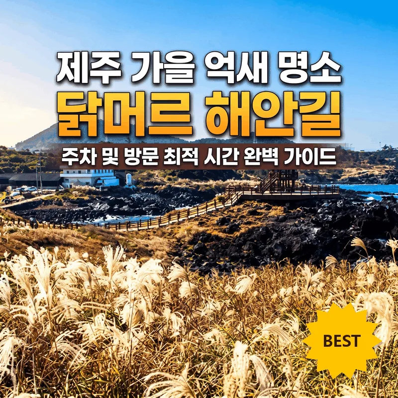 제주 가을 억새 명소 닭머르 해안길 주차와 가기 좋은 시간 완벽 가이드