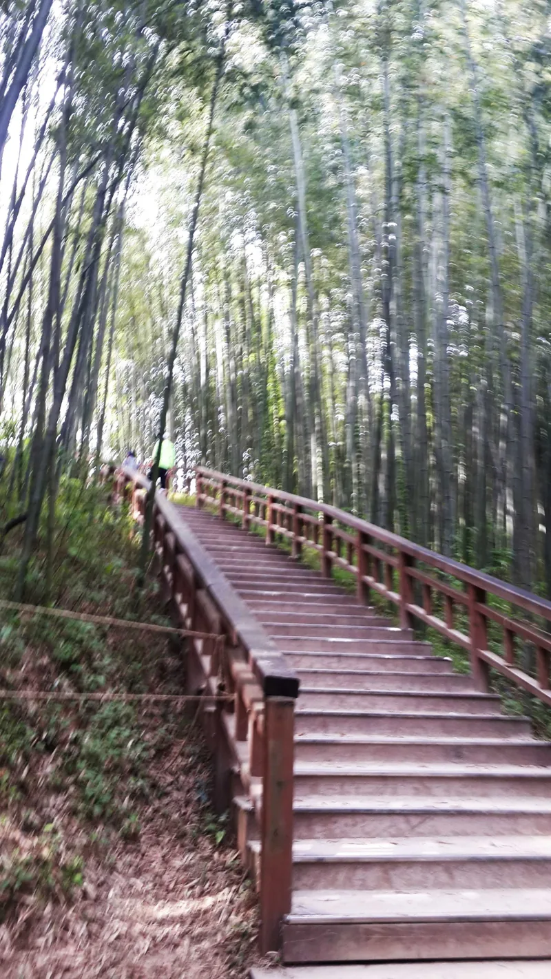 Bamboo forest in Damyang South Korea 2015-05-06(2)