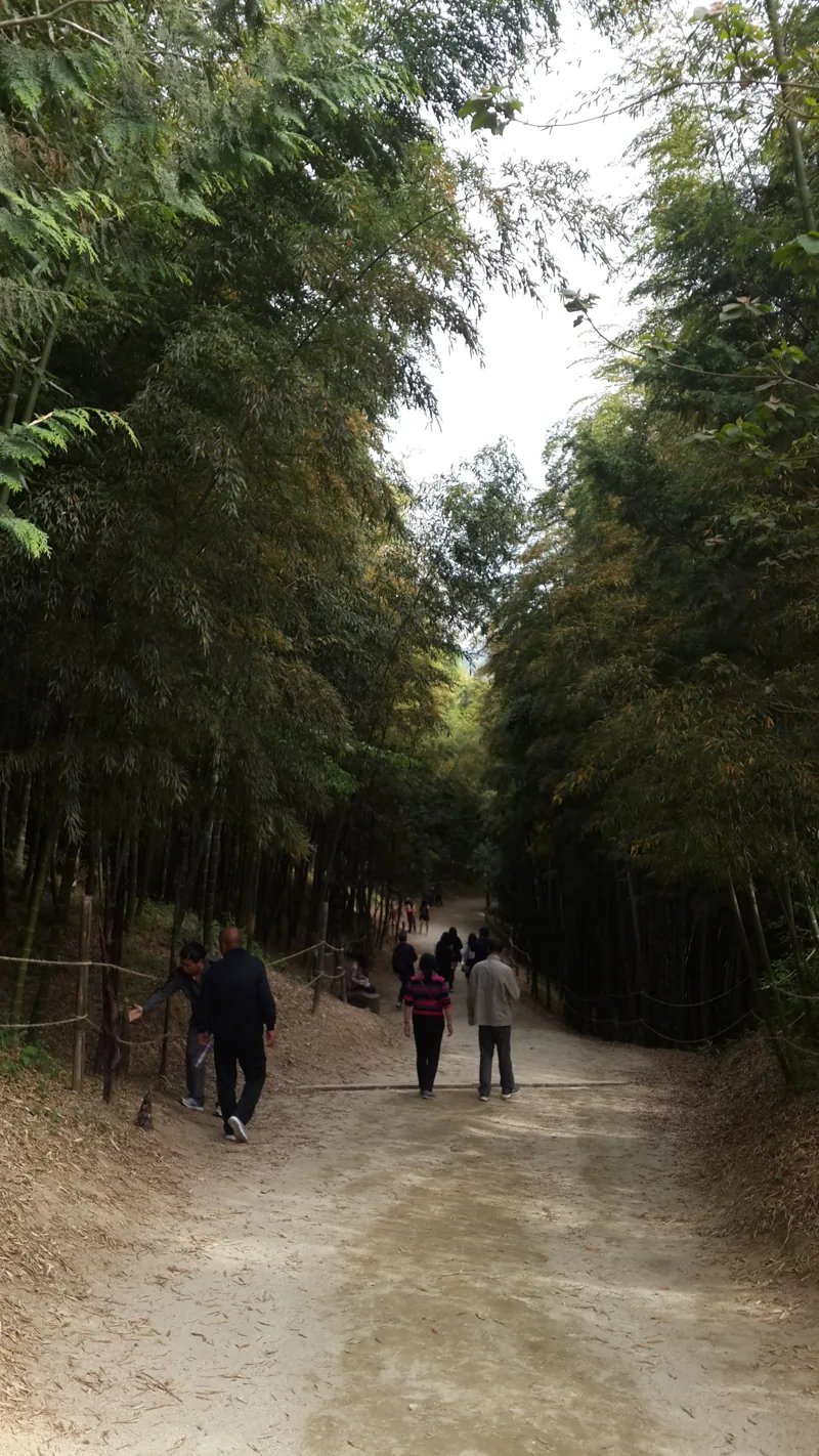 Bamboo forest in Damyang South Korea 2015-05-06(4)