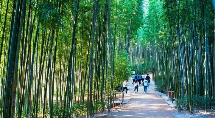 죽녹원 산책 / 사진=한국관광공사 김지호