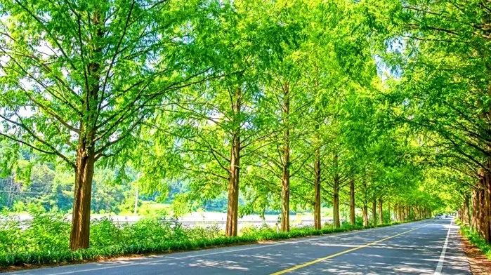 메타세쿼이아길 풍경 / 사진=ⓒ한국관광공사 라이브스튜디오