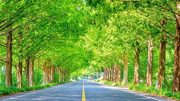 메타세쿼이아길 모습 / 사진=ⓒ한국관광공사 라이브스튜디오