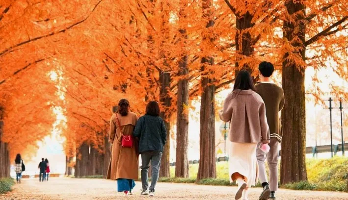 담양 메타세콰이아 산책로 / 사진=ⓒ한국관광공사 라이브스튜디오
