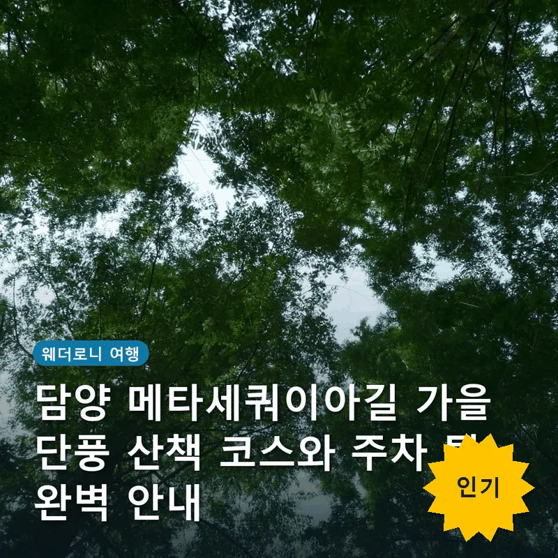 담양 메타세쿼이아길 가을 단풍 산책 코스와 주차 팁 완벽 안내