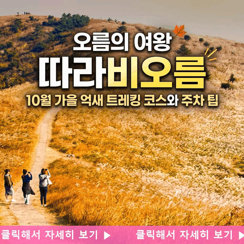 오름의 여왕 따라비오름, 10월 가을 억새 트레킹 코스와 주차 팁