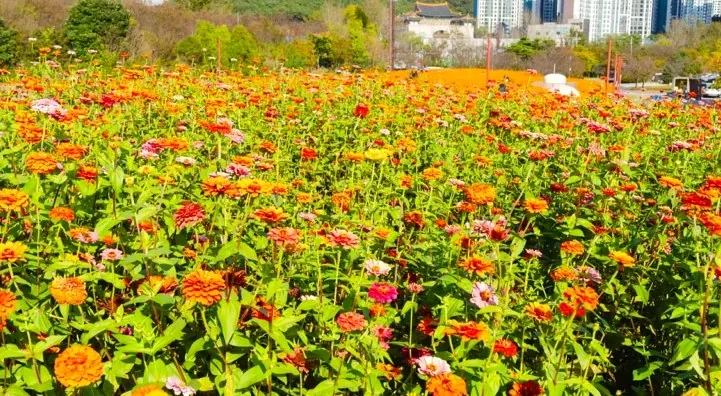 드림파크 백일홍 / 사진=인천 서구 블로그