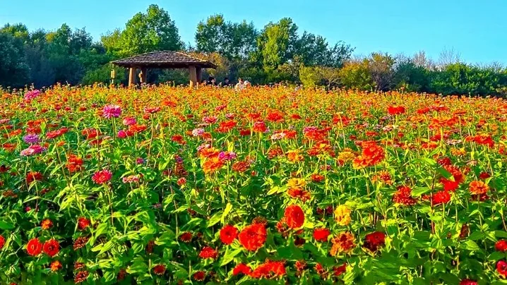 인천 드림파크 백일홍 / 사진=인천 서구 블로그